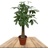 PACHIRA AQUATICA 130CM (CEIBO DE AGUA)