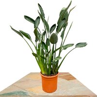 STRELITZIA REGINAE 150CM (BIRD OF PARADISE PLANT)
