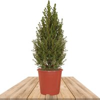 ÁRBOL DE NAVIDAD PICEA GLAUCA 90CM - ABETO NATURAL