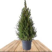 ÁRBOL DE NAVIDAD PICEA GLAUCA 110CM - ABETO NATURAL