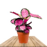 CALATHEA ROSEOPICTA SILVIA 35CM