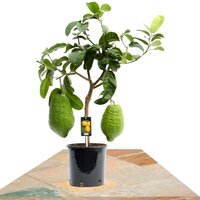 CITRUS MAXIMA TREE 85CM (POMELO)