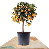 CITRUS KUMQUAT TREE 75CM