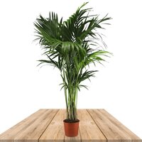 PALMERA KENTIA 180CM - PALMERA DEL PARAÍSO (HOWEA FORSTERIANA)