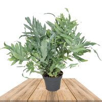 PHLEBODIUM AUREUM BLUE STAR