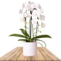 WHITE ORCHID MULTIFLORA 45CM IN DECO POT