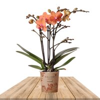 ORQUÍDEA NARANJA 2 RAMAS 35CM