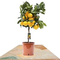CITRUS SATSUMA COPA 80CM