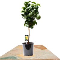 CITRUS LEMON CALIFORNIA TREE 80CM
