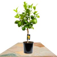 CITRUS BERGAMIA COPA 80CM (BERGAMOTA)