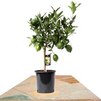 CITRUS GREEN LIME COPA 80CM (CITRUS AURANTIIFOLIA)