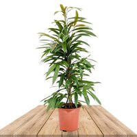 FICUS FICUS AMSTEL KING 110CM (FIG MACLELLANDII)