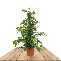 FICUS BENJAMINA 50CM (RUBBER PLANT)