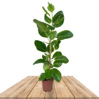FICUS ALTISSIMA 80CM (RUBBER PLANT)