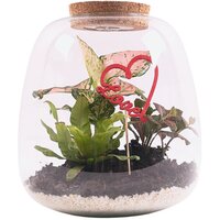 CRYSTAL TERRARIUM SET 'LOVE' WITH PLANTS: ASPLENIUM, FITTONIA Y AGLAONEMA 
