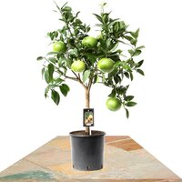 CITRUS PARADISI TREE 80CM (POMELERO)
