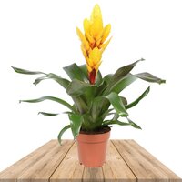 BROMELIA VRIESEA AMARILLA