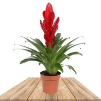 BROMELIA VRIESEA ROJA