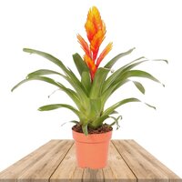 BROMELIA VRIESEA NARANJA