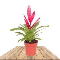BROMELIA VRIESEA ROSA