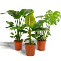 URBAN JUNGLE MIX SELECTION OF 3 HOUSEPLANTS
