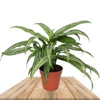 AGLAONEMA CUTLASS 25CM (AGLAONEMA COMMUTATUM)