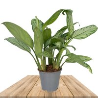 AGLAONEMA CHRISTINA 30CM (AGLAONEMA COMMUTATUM)