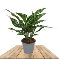 AGLAONEMA MARÍA 25CM (AGLAONEMA COMMUTATUM MARIA)