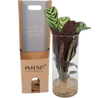 CALATHEA EN CRISTAL CILÍNCRICO (PLANTA HIDROPÓNICA)