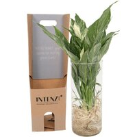 SPATHIPHYLLUM DIAMOND EN CRISTAL CILÍNCRICO (PLANTA HIDROPÓNICA)