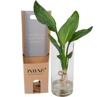 STRELITZIA EN CRISTAL CILÍNCRICO (PLANTA HIDROPÓNICA)