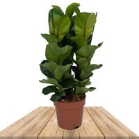 CAUCHO FIBROSO 80CM (FICUS LYRATA BAMBINO)