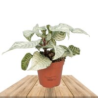 AFELANDRA WHITE WASH 25CM (BOTANICA APHELANDRA SQUARROSA)