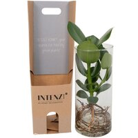 CLUSIA EN CRISTAL CILÍNCRICO (PLANTA HIDROPÓNICA)