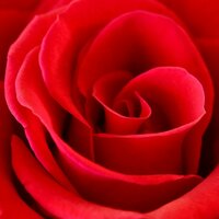 ROSA ROJA SAN VALENTÍN 70CM (ROSA FREEDOM)