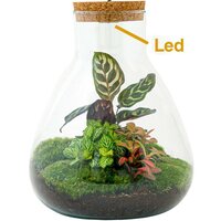 SET TERRARIO PACO DE CRISTAL LUZ LED CON FITTONIA Y CALATHEA 