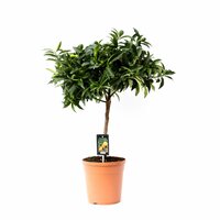 CITRUS EUSTIS COPA 60CM (LIMEQUAT)