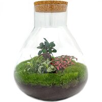 Compra: Terrario Cristal con 3 plantas Billie Botanical - FlorEspaña