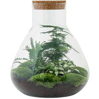 KIT TERRARIO PACO CON HELECHO, ESPARRAGUERA Y FITTONIA