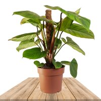 PHILODENDRON NANGARITENSE (FUZZY PETIOLE)