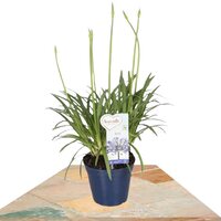 AGAPANTHUS AZUL 40CM (AGAPANTO)