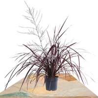 CORDYLINE FESTIVAL BURGUNDY 70CM