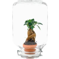 JARDÍN EN BOTELLA FICUS GINSENG BONSAI
