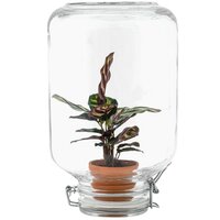 JARDÍN EN BOTELLA CALATHEA MAKOYANA