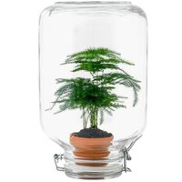 JARDÍN EN BOTELLA ASPARAGUS