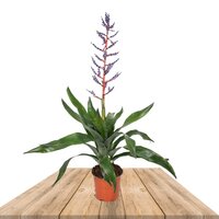 AECHMEA BLUE RAIN 45CM