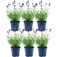 PACK DE 6 LAVANDA MACETA 12CM (LAVANDULA ANGUSTIFOLIA)