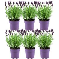 PACK DE 6 LAVANDA MACETA 12CM (LAVANDULA STOECHAS ANOUK)