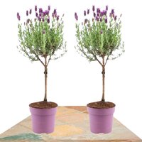 DUO LAVANDA COPA 60CM (LAVANDULA STOECHAS ANOUK)