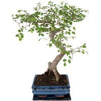 BONSAI IN S-SHAPE (CHINESE ELM)